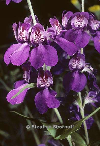 collinsia heterophylla 5 graphic